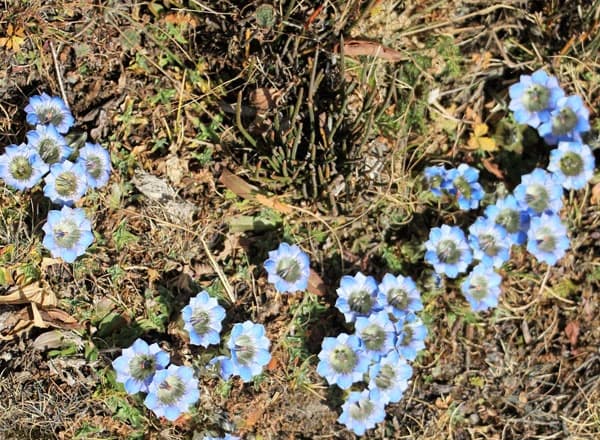 Langtang National Park