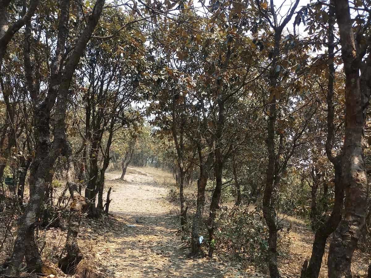 Champadevi hiking trail