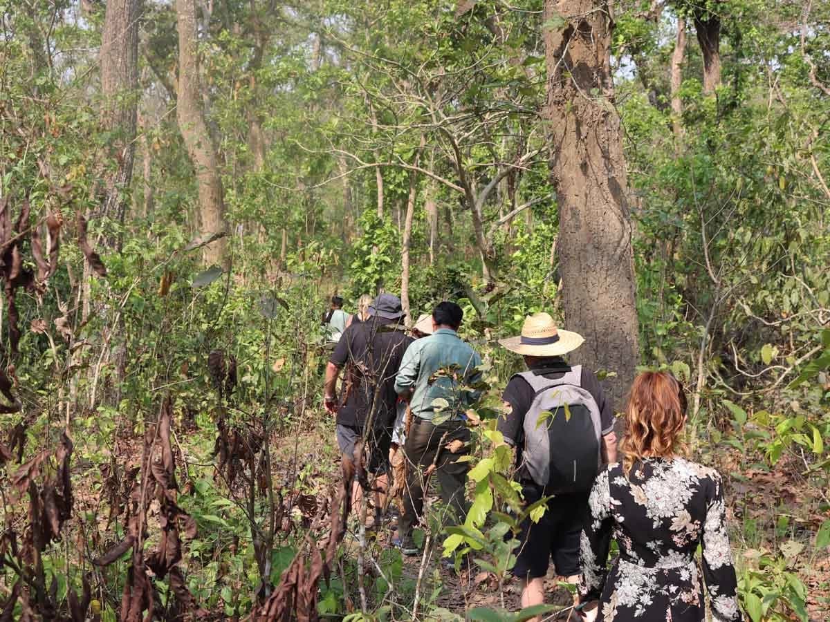 Jungle Safari Walking in Chitwan