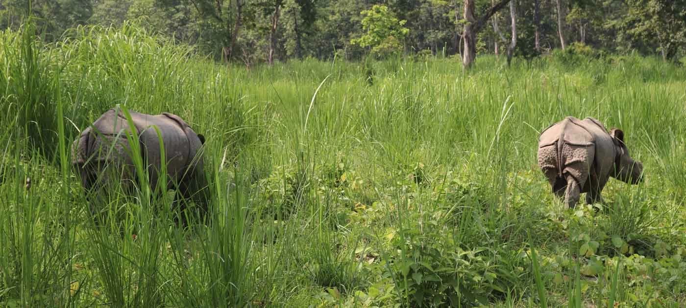 Jungle and Wildlife Safari