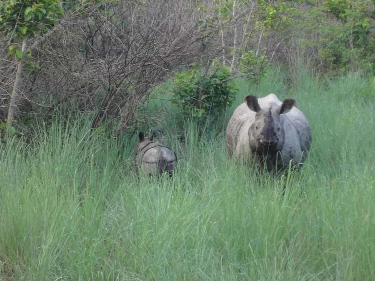 Rhino in Bardia National Park