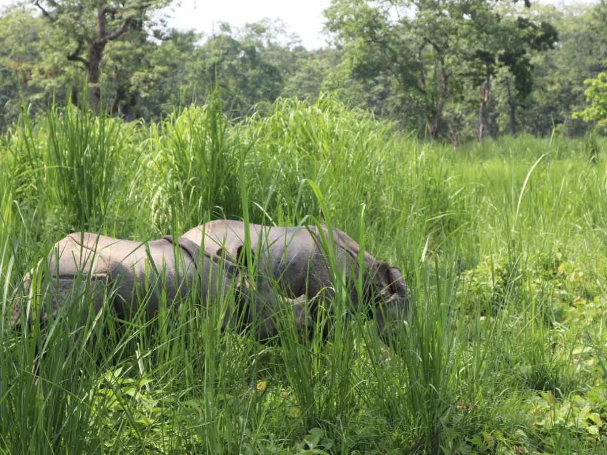 Rhino in Chitwan National Park