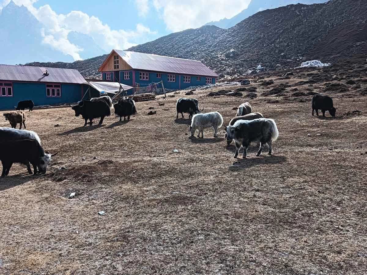 Tsum Valley Trekking trail