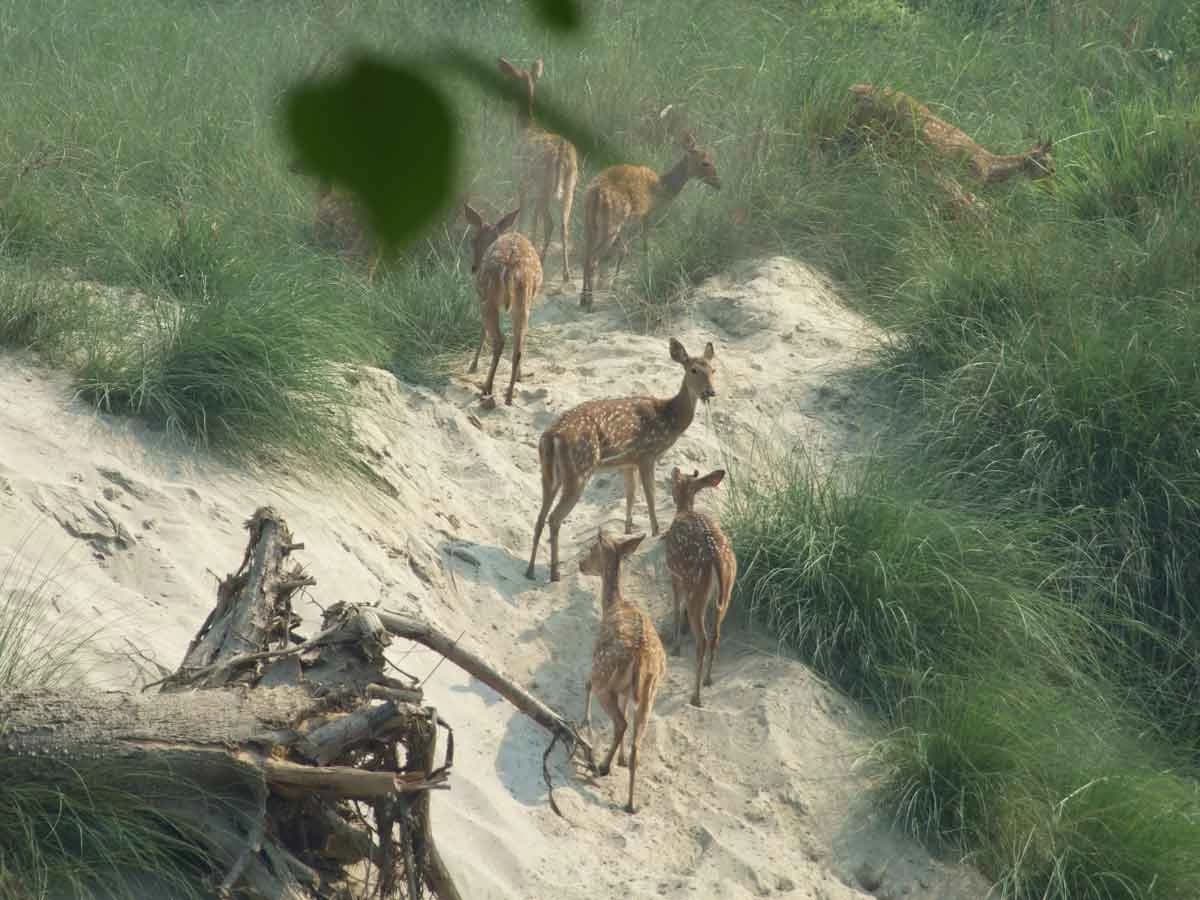 Wildlife in Bardia National Park