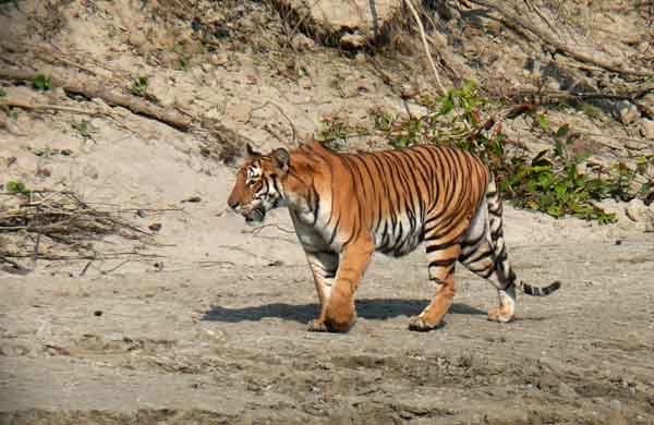 Bardia Jungle Safari