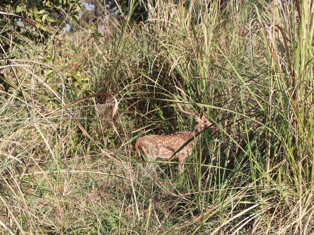 Deer In Chitwan National Park