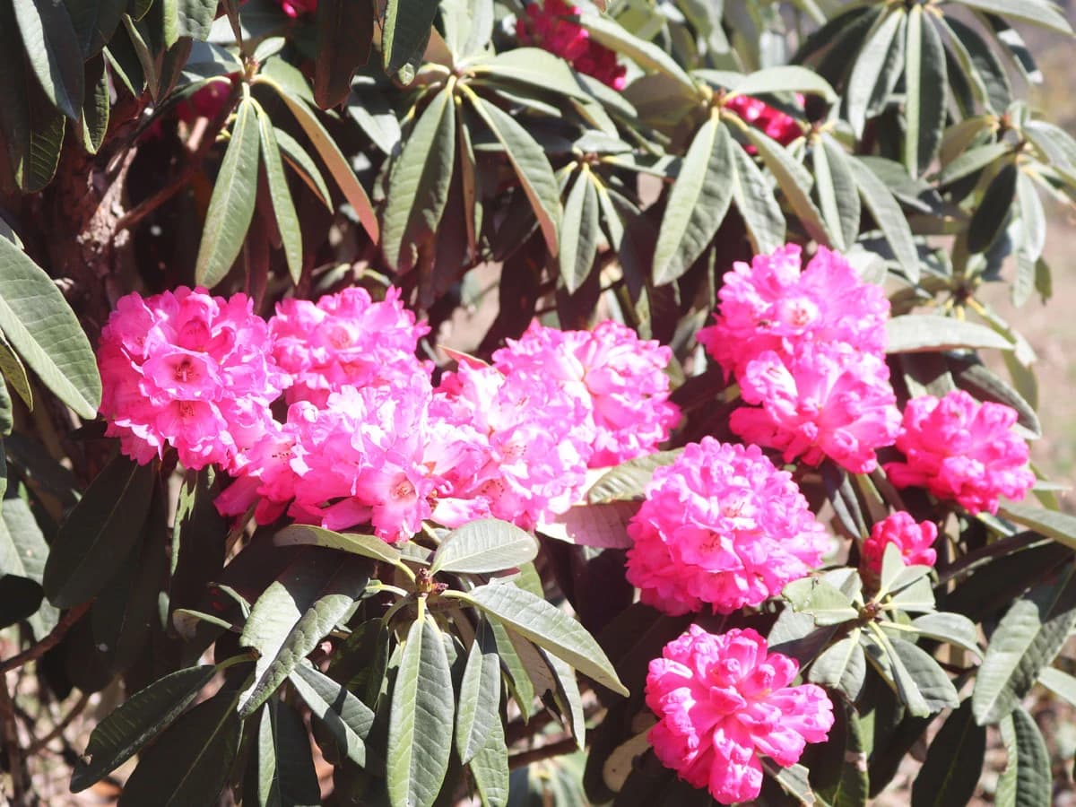 Flower Blooming In Spring