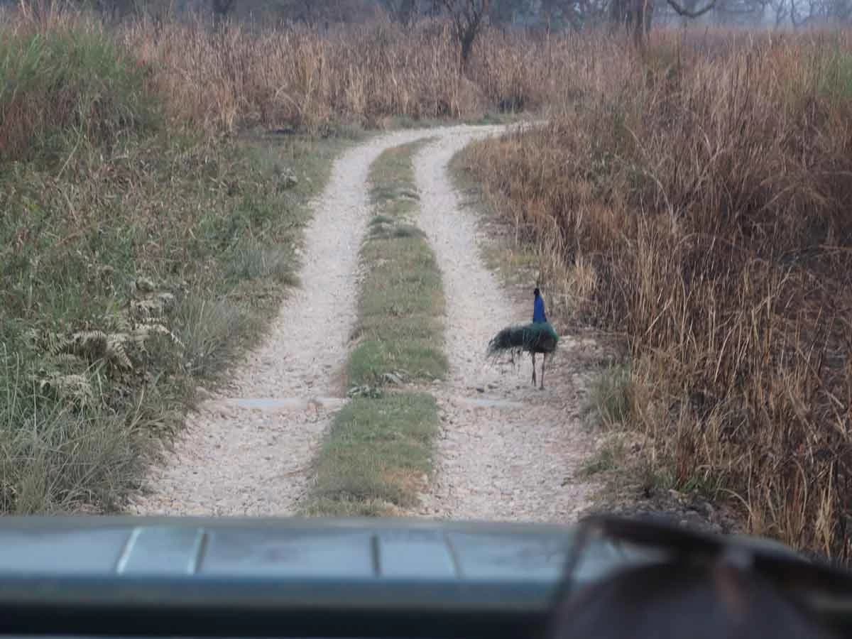 Mayur In Chitwan National Park