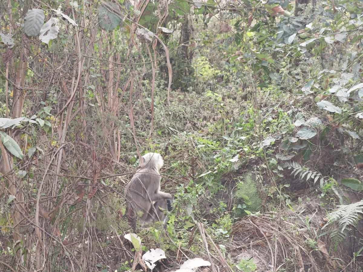 Monkey In Chitwan National Park