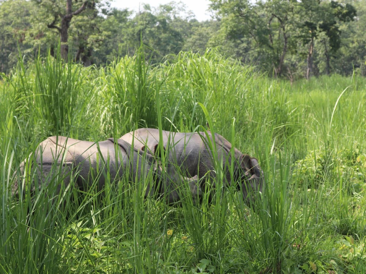 Rhino In Chitwan National Park 1