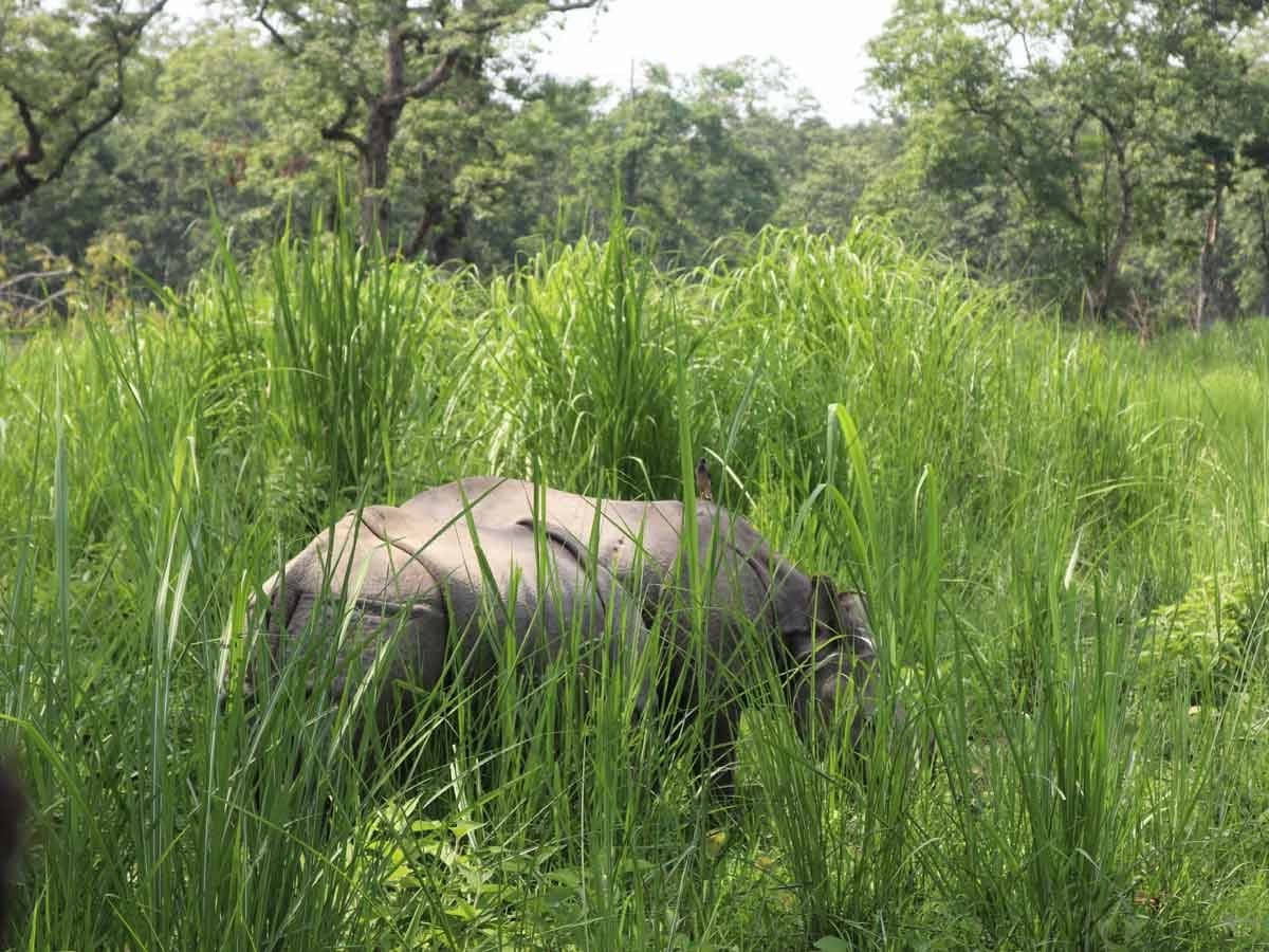Rhino In Chitwan National Park