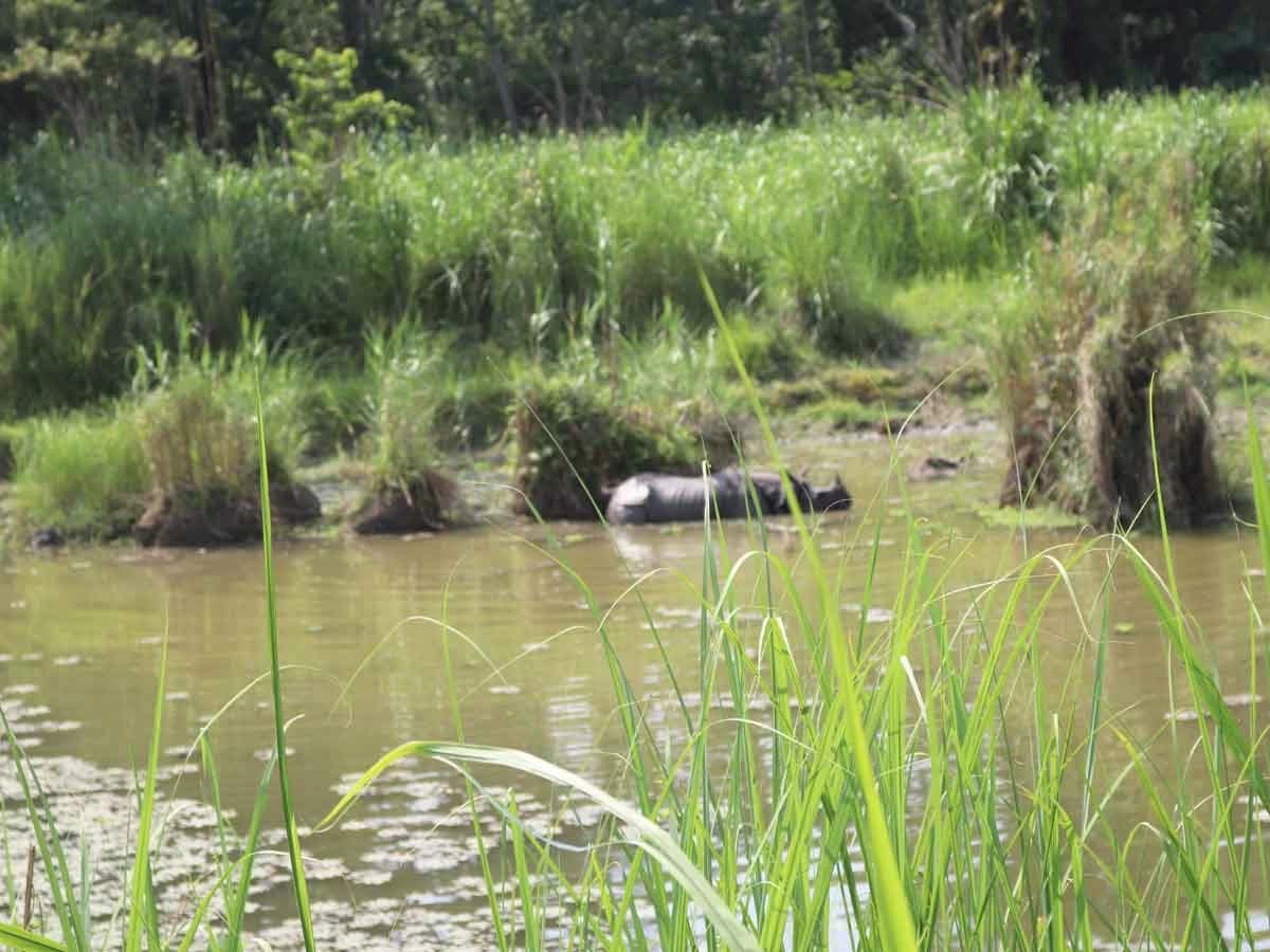 Rhino In Chitwan
