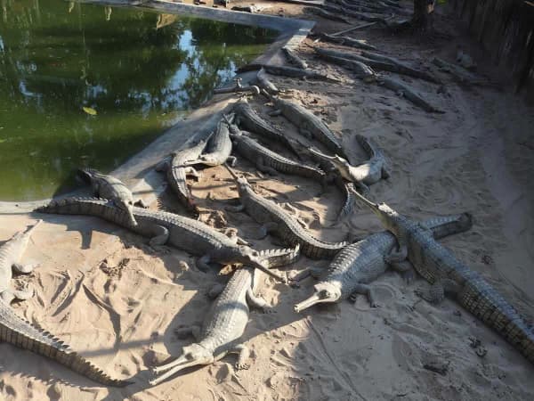 Crocodile Breeding Enter In Chitwan