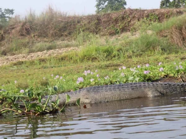 Crocodile In Chitwan