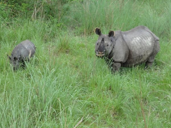 Rhino In Bardia National Park