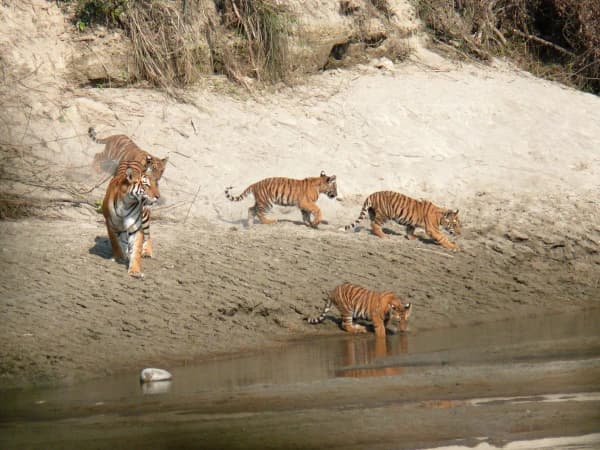 Tiger In Bardia National Park