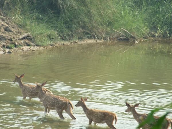 Wild Animal In Bardia