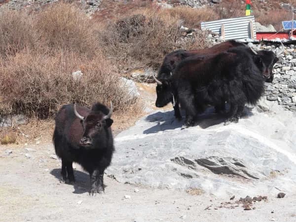 Yaks In Langtang Circuit Trail
