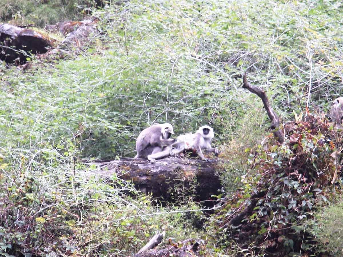 White Monkeys In Langtang Circuit Trail