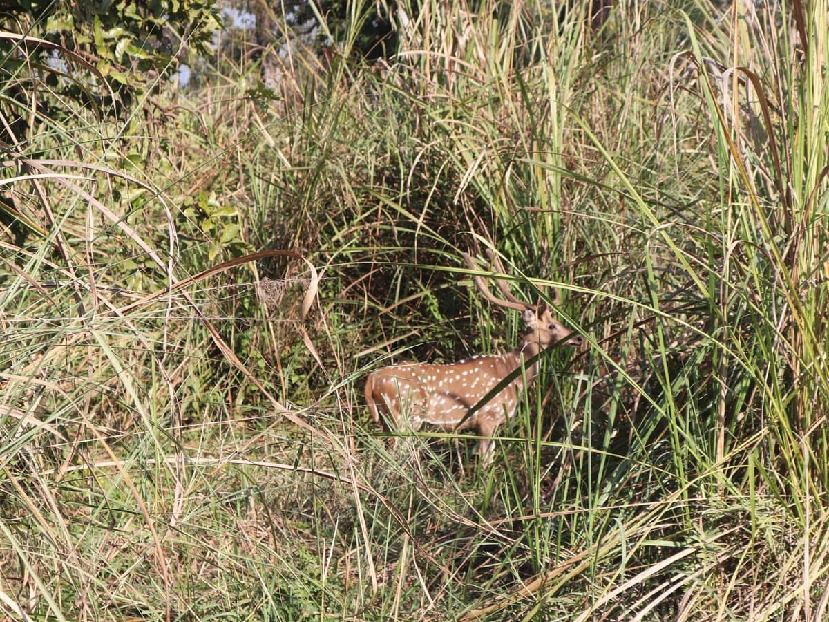 Wild Life In Chitwan Park