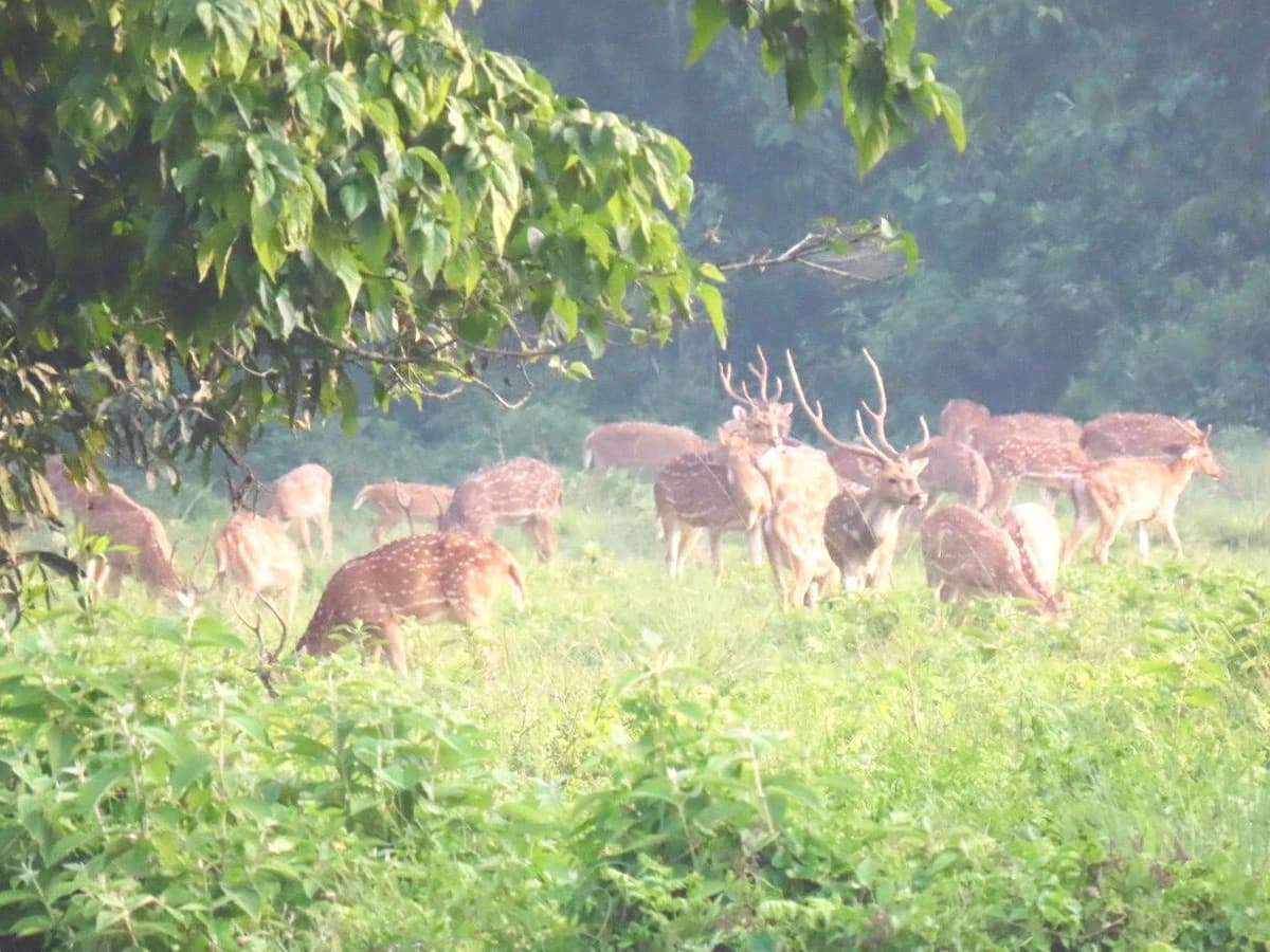 Wild Life In Chitwan