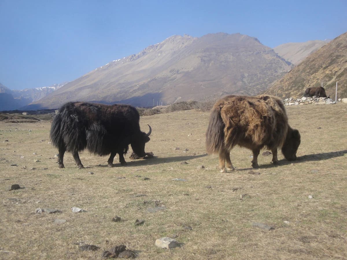 Yaks In Annapurna Circuit Trail 1