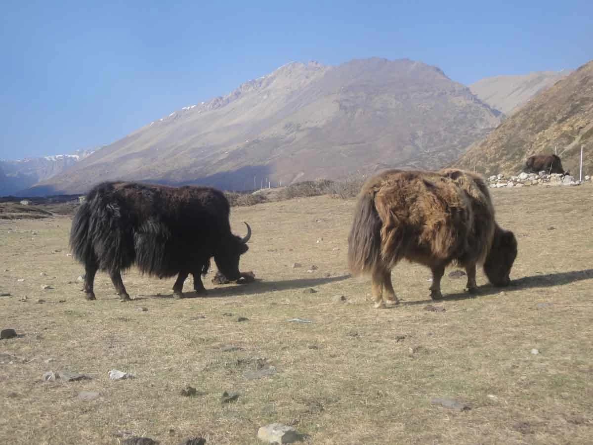 Yaks In Annapurna Circuit Trail