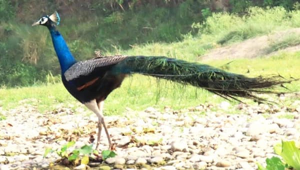 Day 7 Nepal Bhutan Tour Drive From Chitwan To Kathmandu