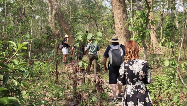 Jungle Walk In Chitwan