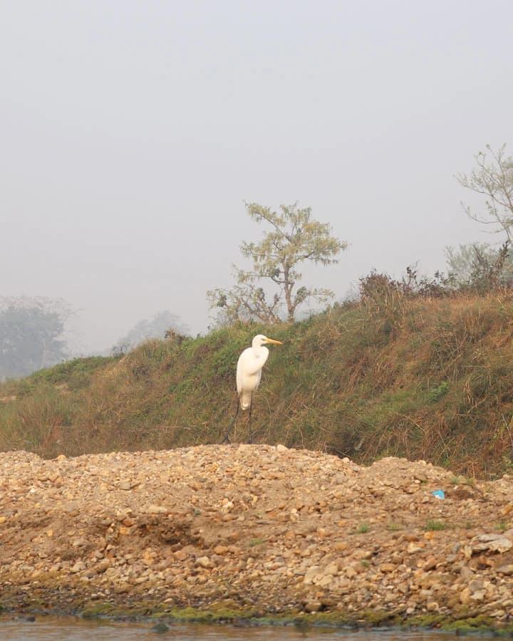 Birds Watching in Chitwan