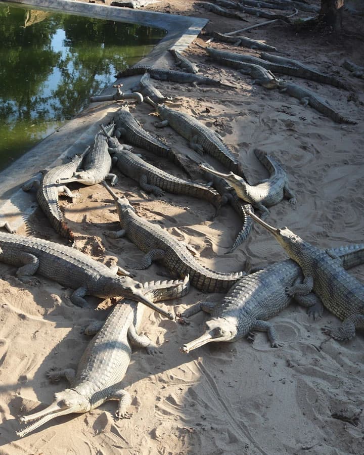 Explore Crocodile Breeding Center