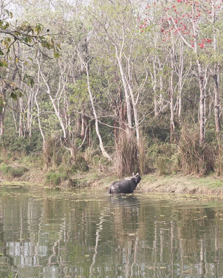 Spot One horn Rhino in Chitwan