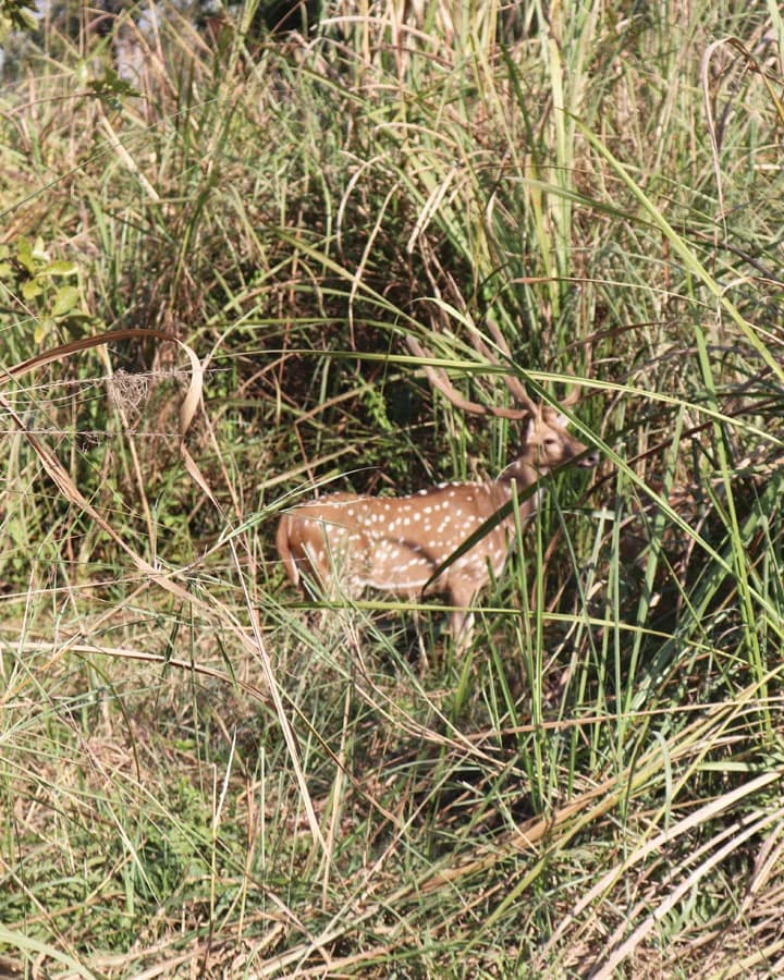 Spot Wild Animals in Chitwan