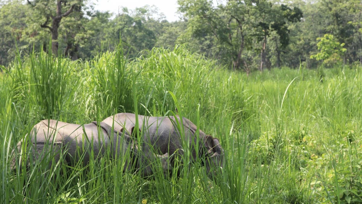 Rhino in Chitwan National Park